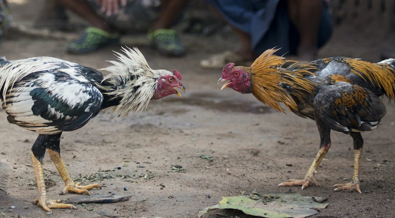 Types of Bets in Cockfighting Betting