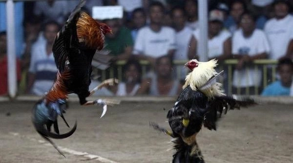 Introduction to Cockfighting with Blades