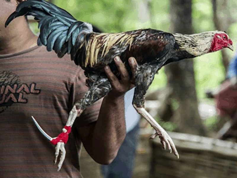 Common Forms of Blade Cockfighting