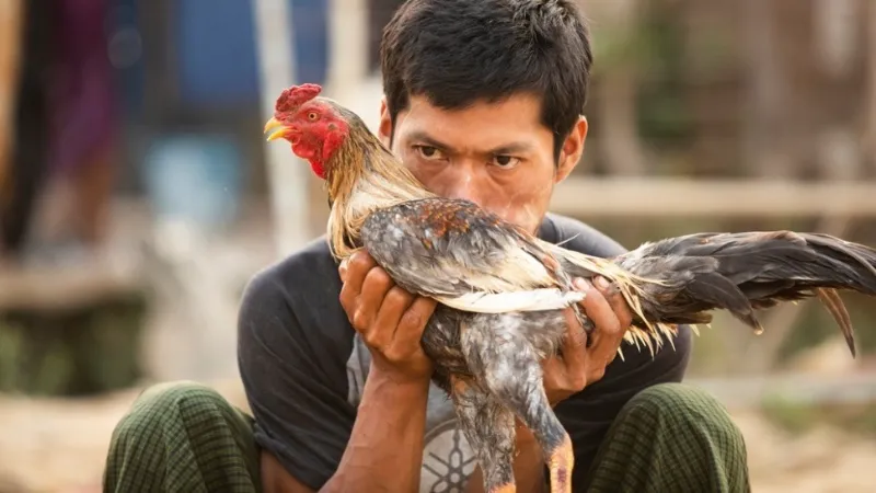 The Rise of E-Sabong: Online Cockfighting Platforms