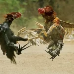 Cockfight Betting