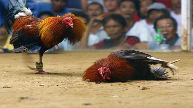 The Most Probably Winner Rooster in the Fight